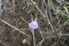 Utricularia livida