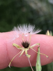 Sonchus oleraceus