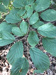 Hamamelis