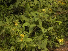 Silphium
