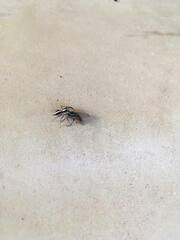 Salticinae