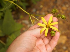 Silphium