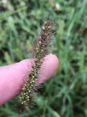 Setaria viridis