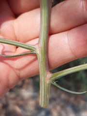 Salsola tragus