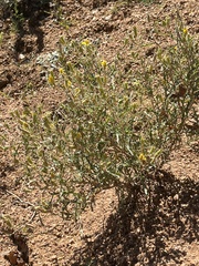 Mentzelia multiflora