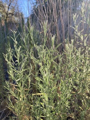 Dittrichia graveolens
