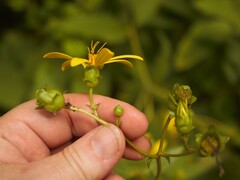 Silphium