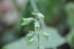 Salvia glutinosa