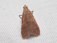 Arta epicoenalis