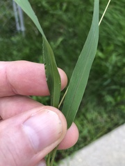 Setaria viridis