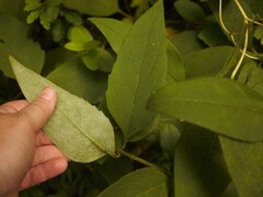 Silphium