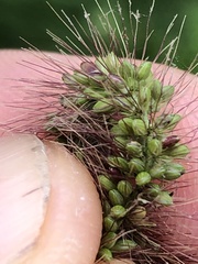 Setaria viridis