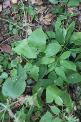 Salvia glutinosa