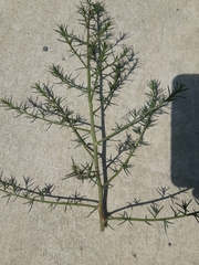 Salsola tragus