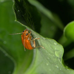 Aulacophora indica