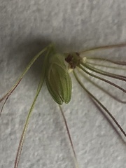 Setaria viridis
