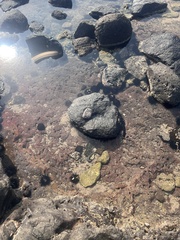 Stomopneustes variolaris