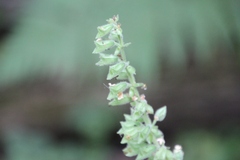 Salvia glutinosa