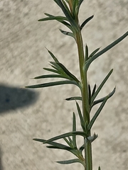 Salsola tragus