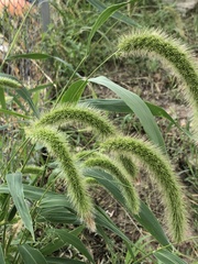 Setaria faberi