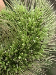 Setaria faberi