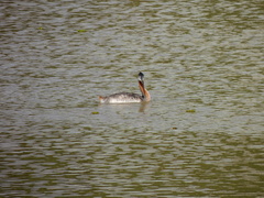 Podiceps major