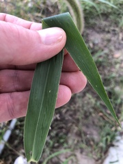 Setaria faberi