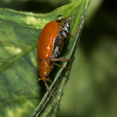 Aulacophora indica