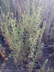 Dittrichia graveolens