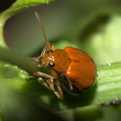 Aulacophora indica