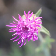Centaurea deusta