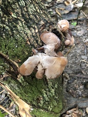 Auricularia