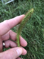 Setaria pumila