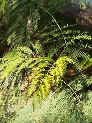 Leucaena leucocephala