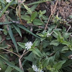 Eclipta prostrata