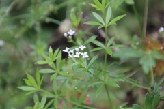 Galium rivale