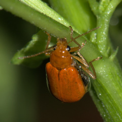 Aulacophora indica