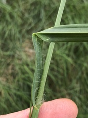 Setaria pumila