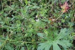 Galium rivale