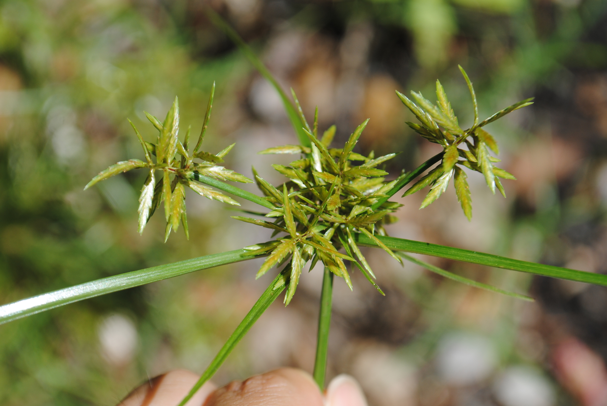 Cyperus filicinus