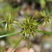 Fern Flatsedge - Photo (c) Zihao Wang, some rights reserved (CC BY), uploaded by Zihao Wang