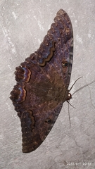 Ascalapha odorata