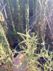 Dittrichia graveolens