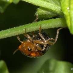 Aulacophora indica