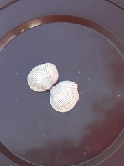 Cerastoderma edule