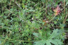 Galium rivale