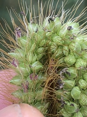 Setaria pumila