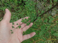 Thalictrum fendleri