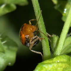Aulacophora indica