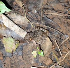 Anura